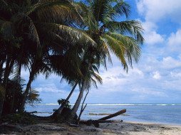 Coconut Palms on the Beach, Costa Rica     1600x1200 