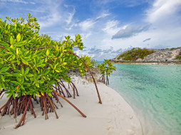 mangrove, beach, , , long, island, the, bahamas, galloway, 