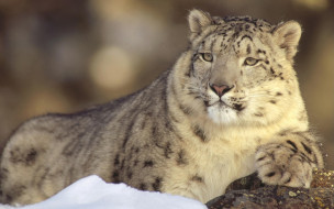 Deep Thoughts, Snow Leopard     1920x1200 deep, thoughts, snow, leopard, , , , 