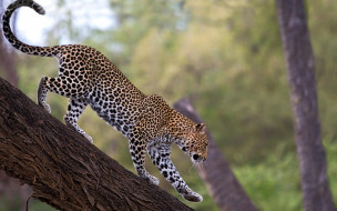 African Leopard, Samburu National Reserve, Kenya     1920x1200 african, leopard, samburu, national, reserve, kenya, , 