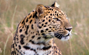 Male Amur Leopard, Wildlife Heritage Foundation, United Kingdom     1920x1200 male, amur, leopard, wildlife, heritage, foundation, united, kingdom, , 
