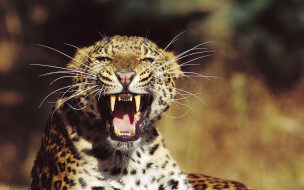 Fangs, Amur Leopard     1920x1200 fangs, amur, leopard, , 