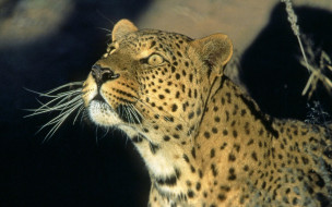 Leopard, Namibia, Africa     1920x1200 leopard, namibia, africa, , 