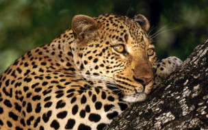 Male Leopard, Sabi Sabi Private Game Reserve, South Africa     1920x1200 male, leopard, sabi, private, game, reserve, south, africa, , 