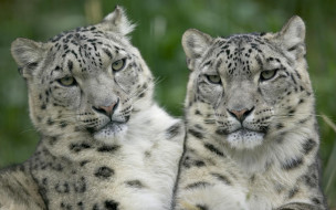 Snow Leopard Pair обои для рабочего стола 1920x1200 snow, leopard, pair, животные, снежный, барс, ирбис