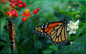     464984 (a):dzhadd :1680x1050