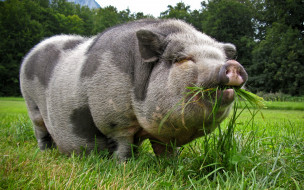 pot-bellied pig     1920x1200 pot, bellied, pig, , , 