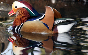 Mandarin Duck - Richmond Park - London, England     1920x1200 mandarin, duck, richmond, park, london, england, , 