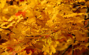     479442 (a):R0mk@ :1920x1200
