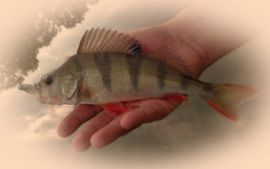 perch1, , 