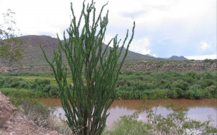 Ocotilla Cactus, Arizona     1920x1200 ocotilla, cactus, arizona, , , 