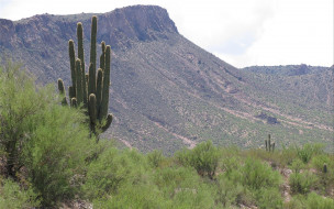 Saguaro Cactus, Arizona     1920x1200 saguaro, cactus, arizona, , 