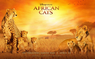 African Cats     1680x1050 african, cats, , 