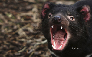 Tasmanian devil     1920x1200 tasmanian, devil, , , 