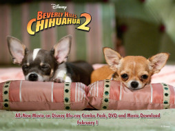 Beverly Hills Chihuahua 2     1600x1200 beverly, hills, chihuahua, , 