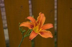     527407 (a):Garfield2020 :2048x1360