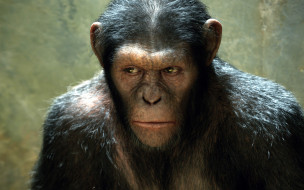 Rise of the Planet of the Apes     2560x1600 rise, of, the, planet, apes, , , , 