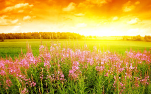     531401 (a):ARWENN :2560x1600