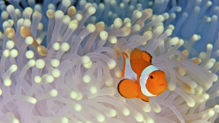      1920x1080 , , anemonefish, clownfish