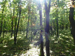     543209 (a):radteh :3000x2250