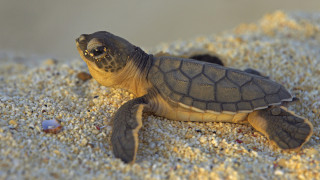 Green Sea Turtle     1920x1080 green, sea, turtle, , , , , , , 