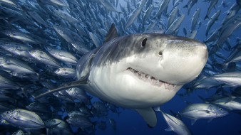 great, white, shark, , , , , 