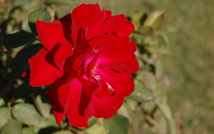      1920x1200 , , rose