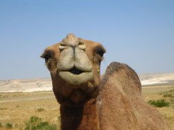 , , camel