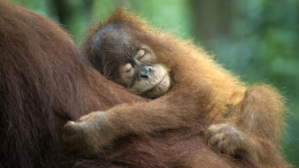 Sumatran Orangutan     1920x1080 sumatran, orangutan, , , 