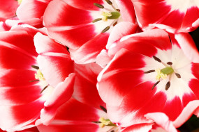     590001 (a):ARWENN :2500x1667