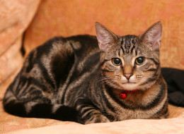     595867 (a):frederika :3079x2258