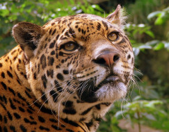      1600x1252 , , jaguar