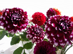     599258 (a): :1600x1200