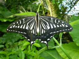      1920x1440 , , butterfly