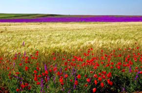    604369 (a):ARWENN :2600x1700