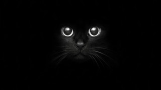      1920x1080 , , black, cat, , 