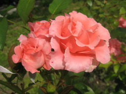      3648x2736 , , pink, rose
