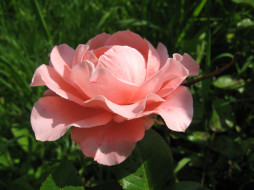 , , pink, rose