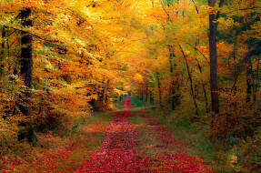 природа, дороги, дорога, осень, лес