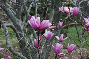 , , magnolia