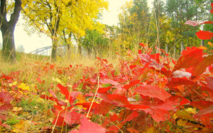     616012 (a):Barborka :1920x1200