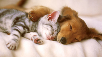 Kitten and Puppy Sleeping     1920x1080 kitten, and, puppy, sleeping, , , , , 