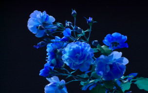 BLUE BLOOMS     1920x1200 blue, blooms, , , 