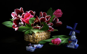 Lovely Tulips     2560x1600 lovely, tulips, , , 