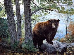 Morning Watch     2045x1538 morning, watch, , charles, frace, painting, bear, forest, nature
