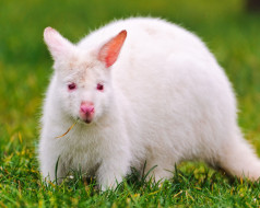 , , , , white, kangaroo