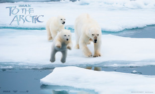 To The Arctic 3D     1723x1050 to, the, arctic, 3d, , , , , 