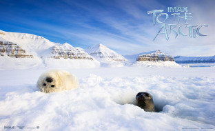 To The Arctic 3D     1723x1050 to, the, arctic, 3d, , , , 