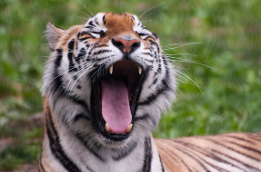 Panthera tigris -Franklin Park Zoo Massachusetts USA     4288x2848 panthera, tigris, franklin, park, zoo, massachusetts, usa, , , , , 