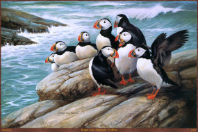 Roger Tory Peterson - Puffins     1994x1331 roger, tory, peterson, puffins, , , , , 